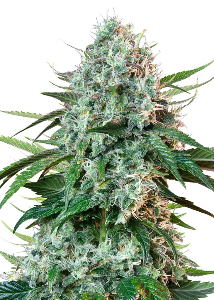 [GF-4822028] Royal Queen Seeds HulkBerry  1 Samen