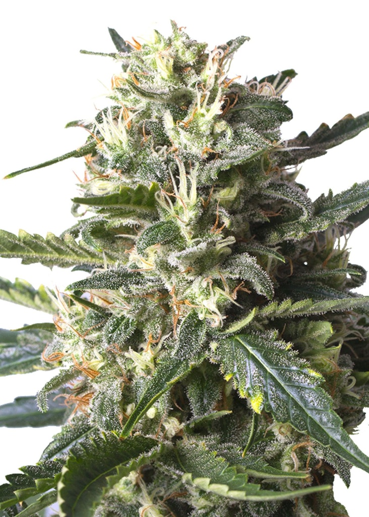 [GF-4822031] Royal Queen Seeds Lemon Shining Silver Haze 3 Samen