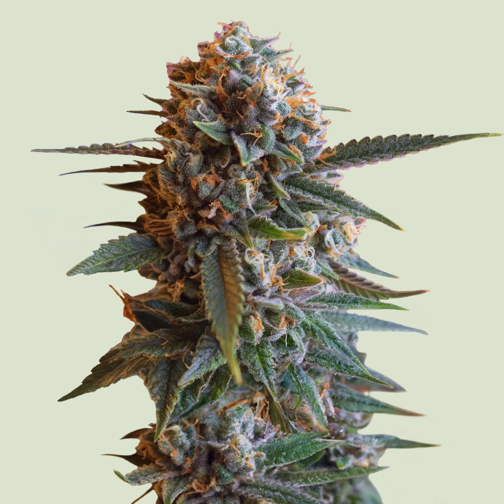 [GF-4822032] Royal Queen Seeds Mexican Rush 1 Samen