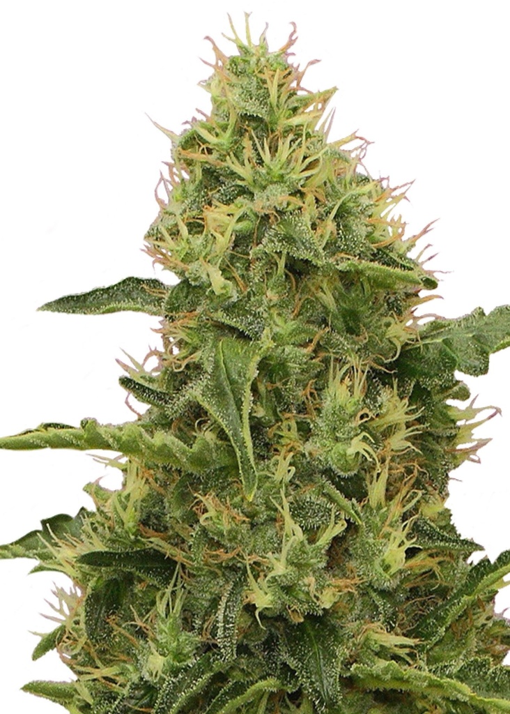 [GF-4822034] Royal Queen Seeds Northern Light 1 Samen