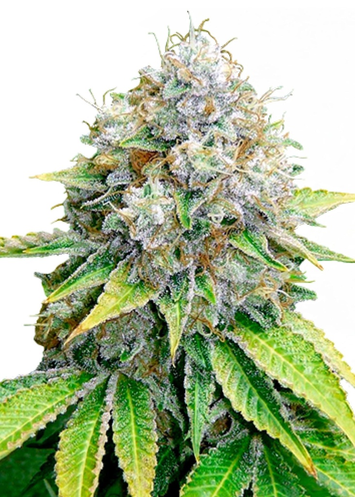 [GF-4822036] Royal Queen Seeds O.G. Kush 1 Samen
