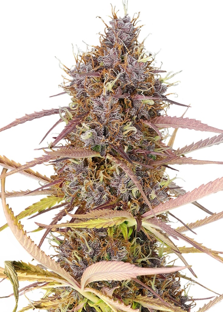 [GF-4822039] Royal Queen Seeds Purple Queen  3 Samen
