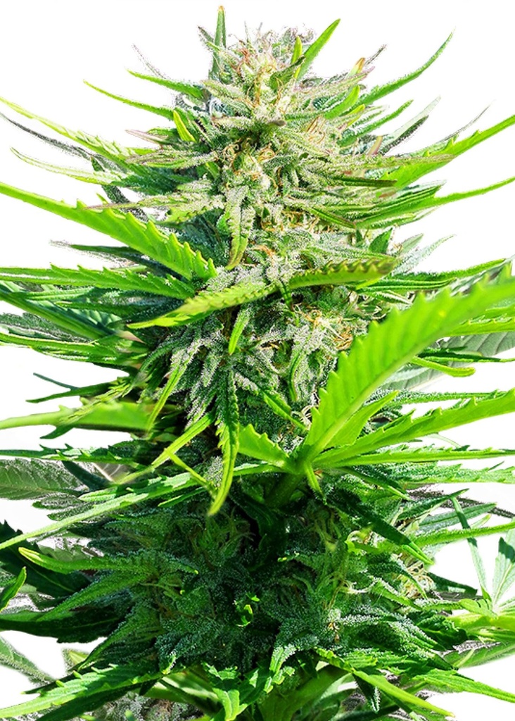 [GF-4822040] Royal Queen Seeds Royal Cheese - Fast 1 Samen