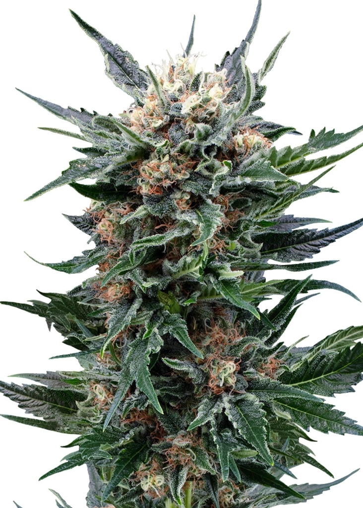 [GF-4822042] Royal Queen Seeds Royal Gorilla 1 Samen