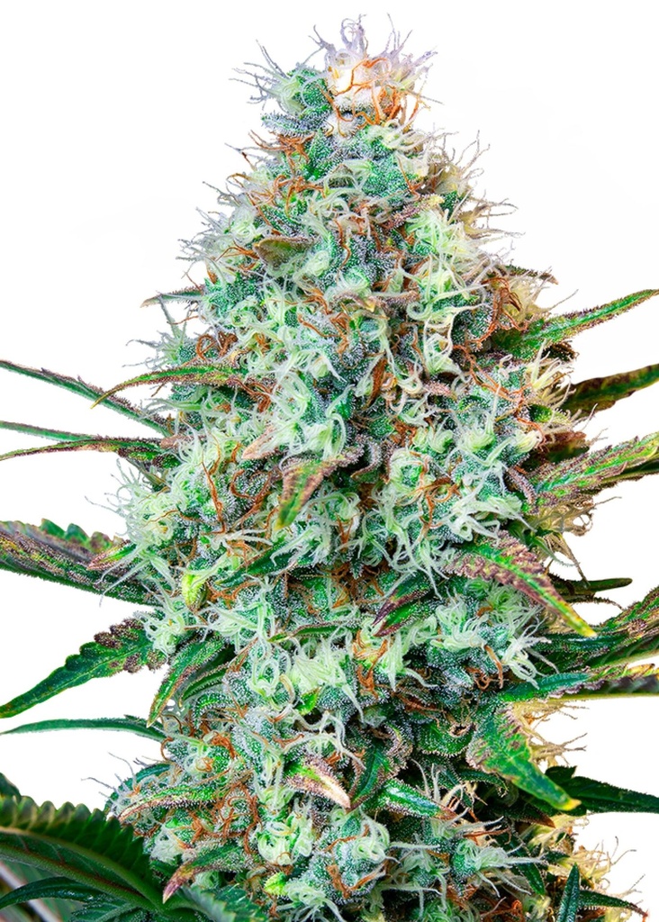 [GF-4822044] Royal Queen Seeds Royal Runtz 1 Samen