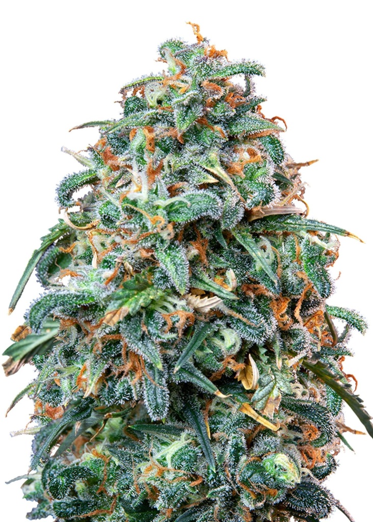 [GF-4822046] Royal Queen Seeds Sherbet Queen 1 Samen