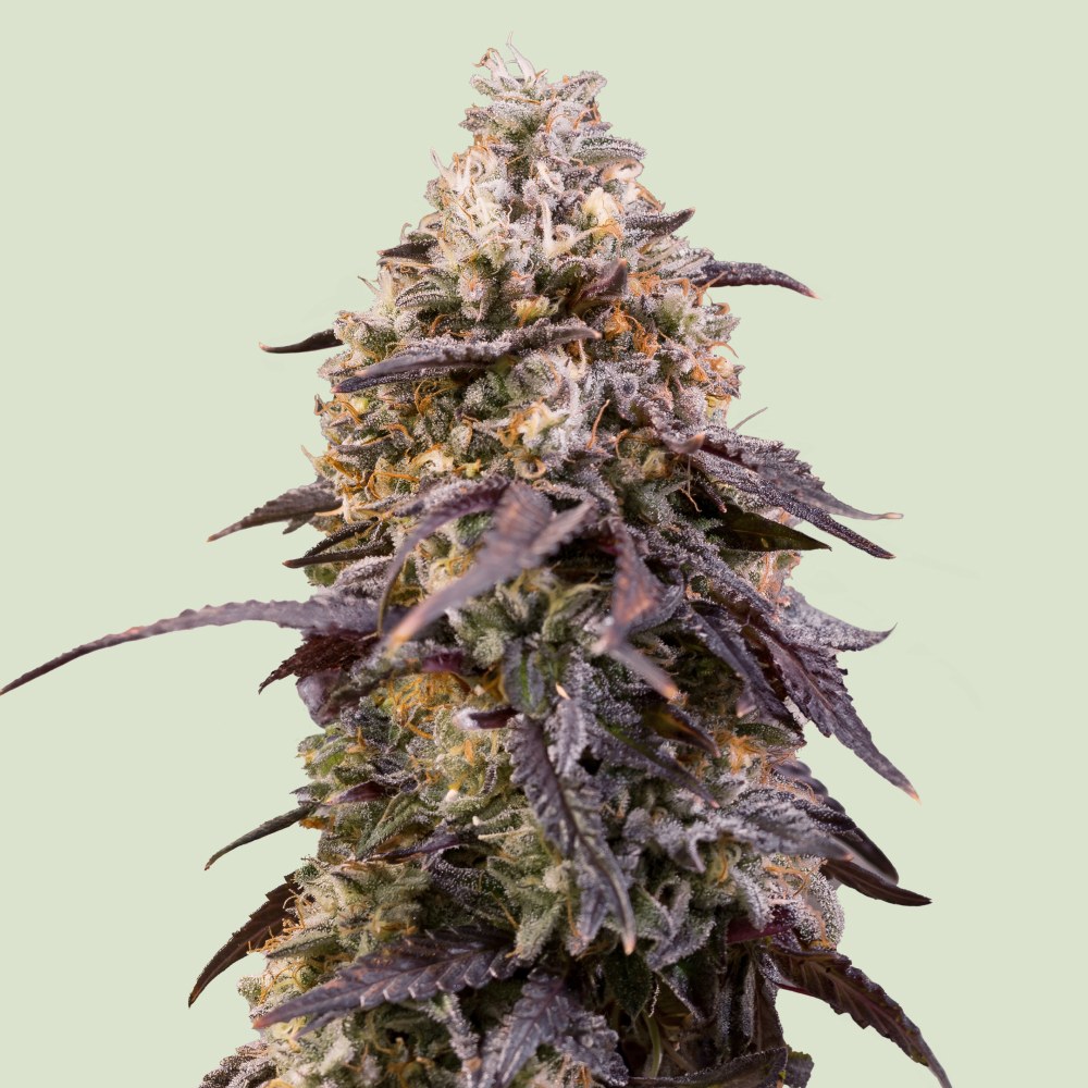 [GF-4822051] Royal Queen Seeds Sticky Queen 3 Samen