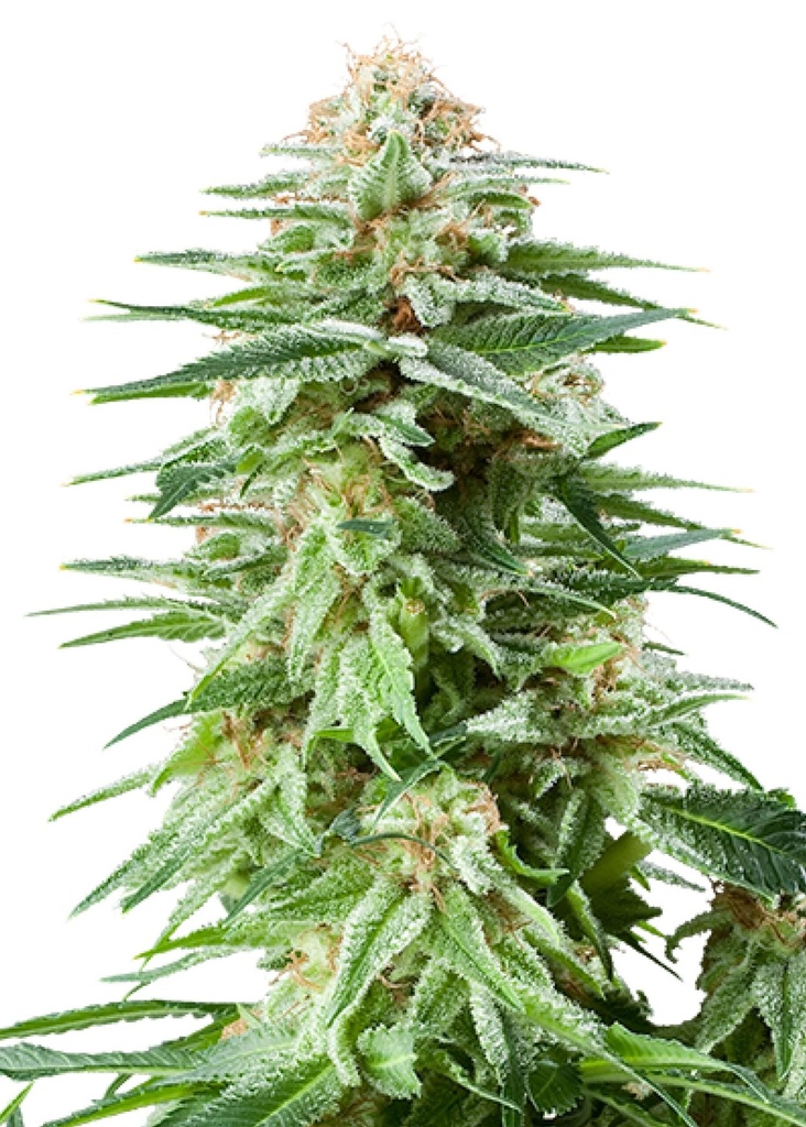 [GF-4822052] Royal Queen Seeds White Widow 1 Samen