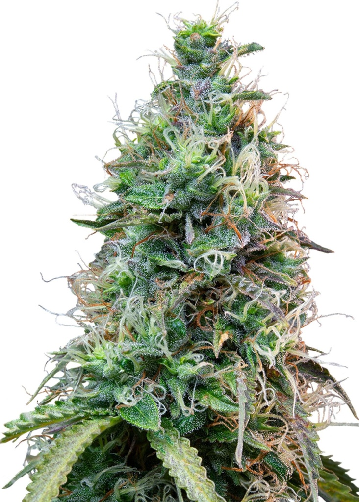[GF-4822055] Royal Queen Seeds Amnesia Haze Auto 3 Samen