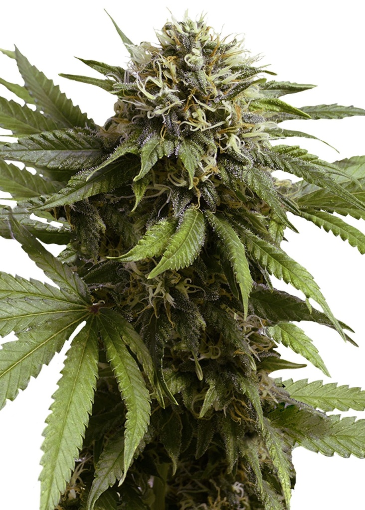 [GF-4822057] Royal Queen Seeds Apple Fritter Auto 3 Samen
