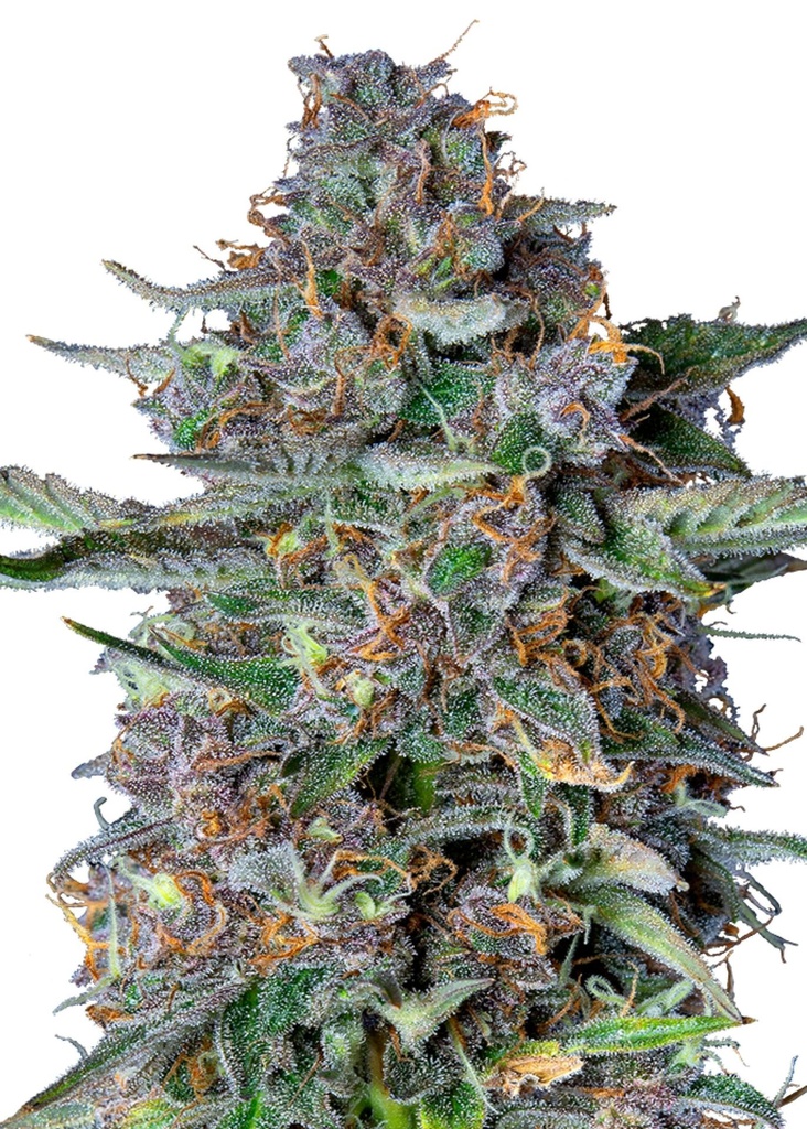 [GF-4822059] Royal Queen Seeds Do-si-dos Auto 3 Samen