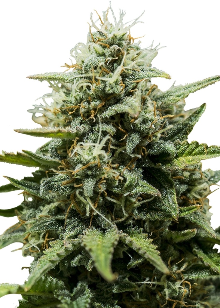 [GF-4822060] Royal Queen Seeds Fat Banana Auto 1 Samen