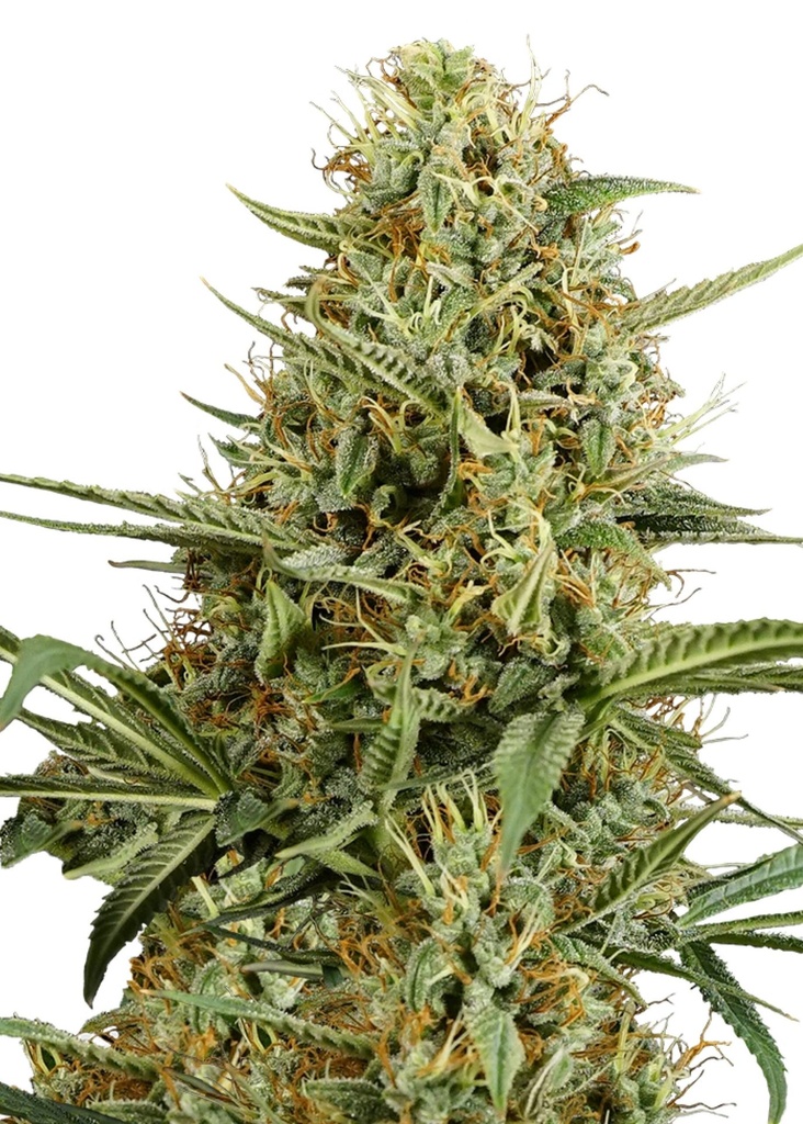 [GF-4822064] Royal Queen Seeds Hulkberry Auto  1 Samen