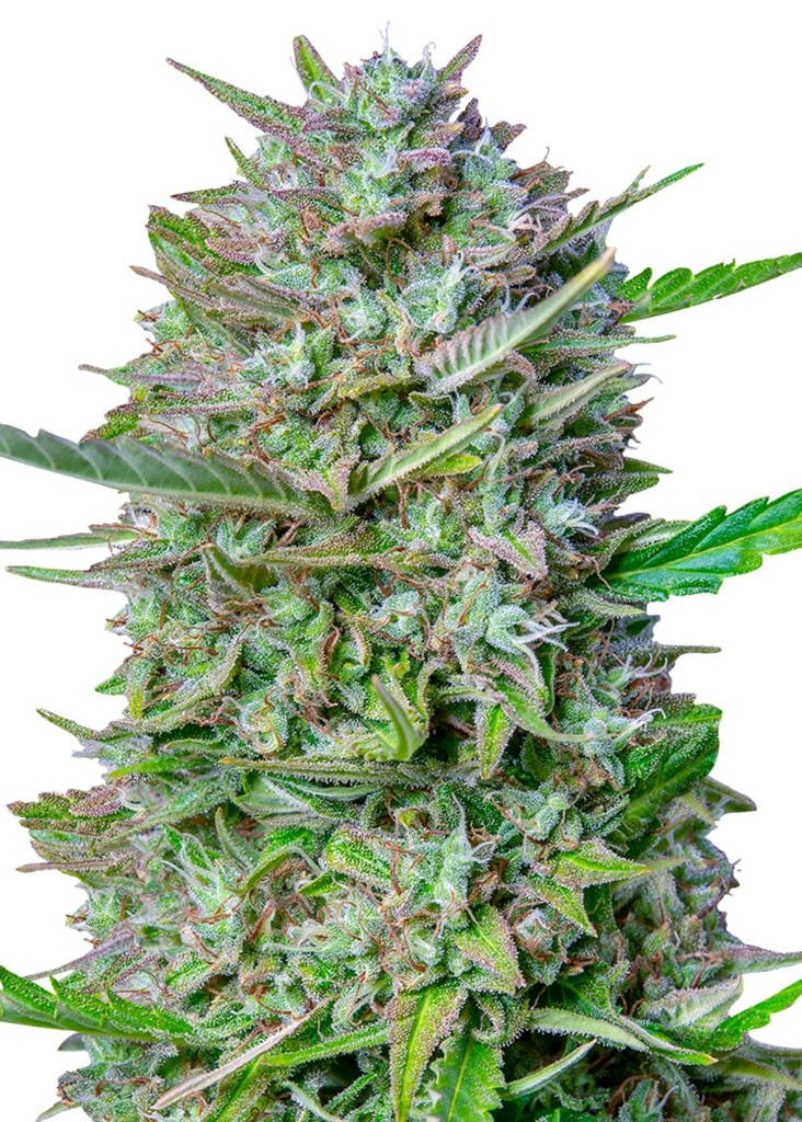 [GF-4822066] Royal Queen Seeds Mimosa Auto 1 Samen