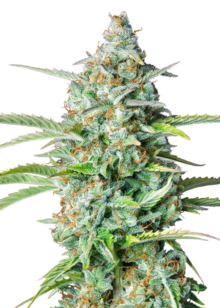 [GF-4822069] Royal Queen Seeds Northern Light Auto 3 Samen