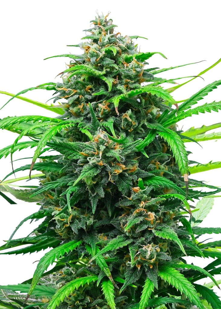 [GF-4822070] Royal Queen Seeds Pink Runtz Auto  1 Samen