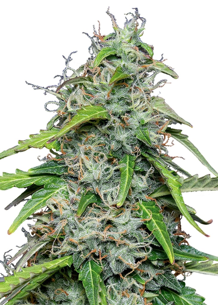 [GF-4822073] Royal Queen Seeds Royal Gorilla Auto 3 Samen