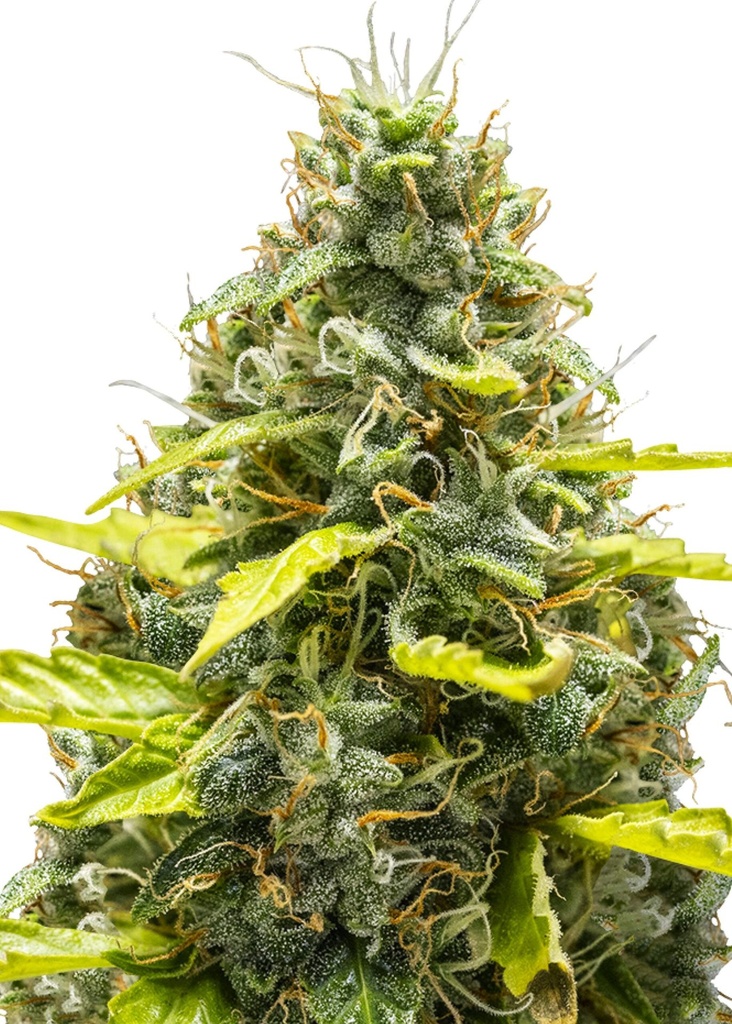 [GF-4822074] Royal Queen Seeds Royal Runtz Auto 1 Samen