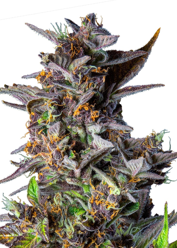 [GF-4822076] Royal Queen Seeds Watermelon Auto 1 Samen