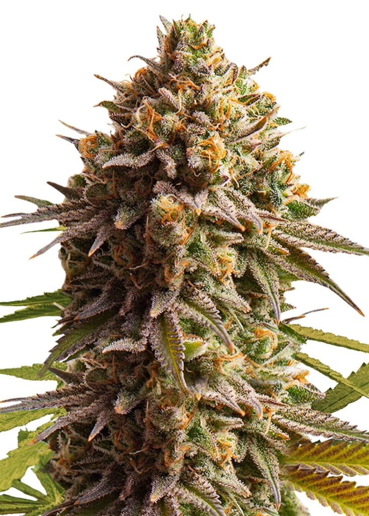 [GF-4822078] Royal Queen Seeds Wedding cake Auto 1 Samen