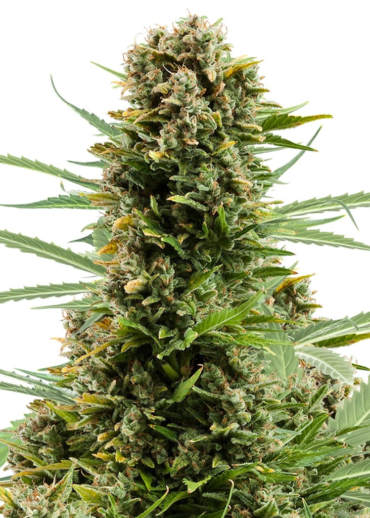 [GF-4822080] Royal Queen Seeds White Widow Auto 1 Samen