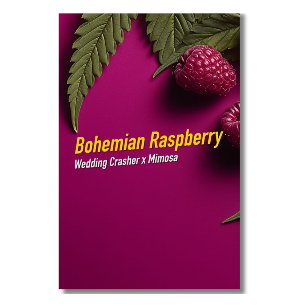 [GF-4922010] Dope Seeds Bohemian Raspberry 3 Samen