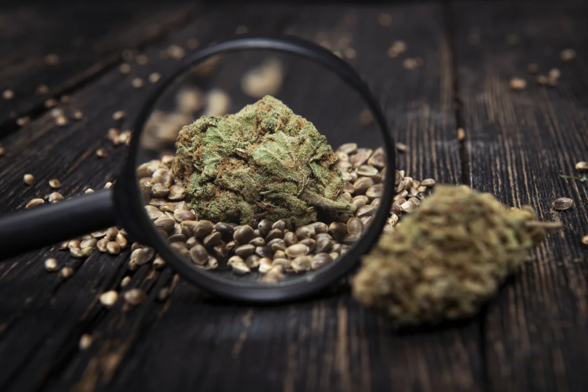 [GF-5022162] Marj Jane Seeds Super Boof X RS11 3 Samen