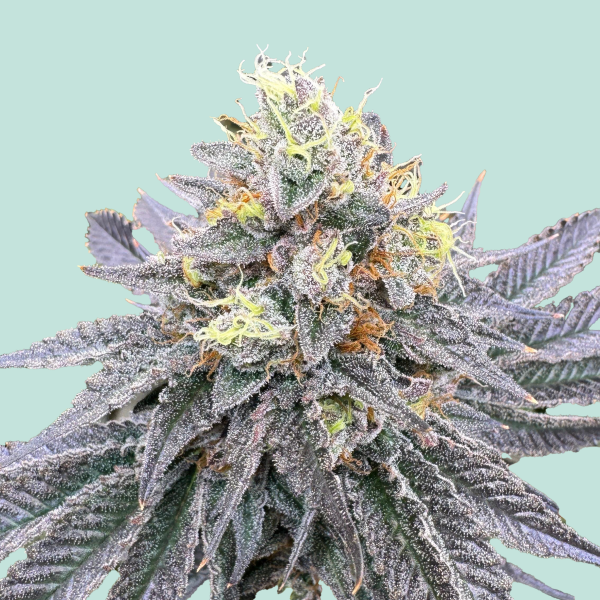 [GF-5122007] Mainhattan Seeds Mainhattan Auto 5 Samen