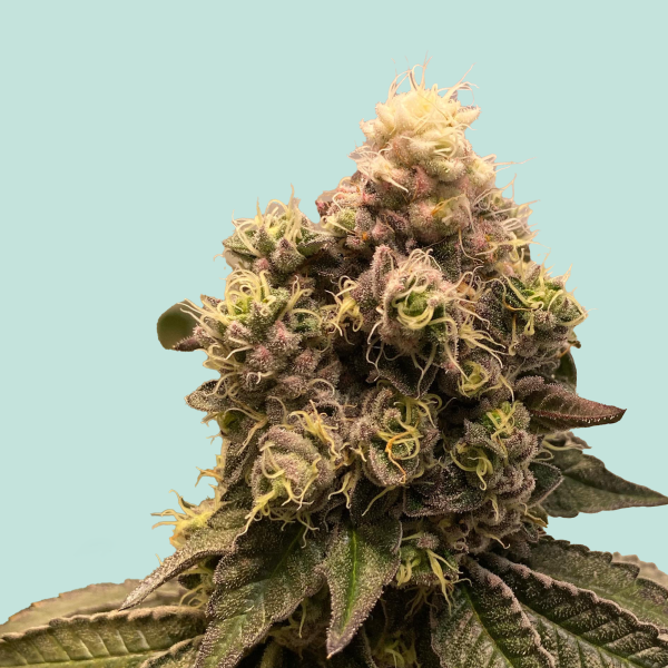 [GF-5122009] Mainhattan Seeds Moby Dick 5 Samen
