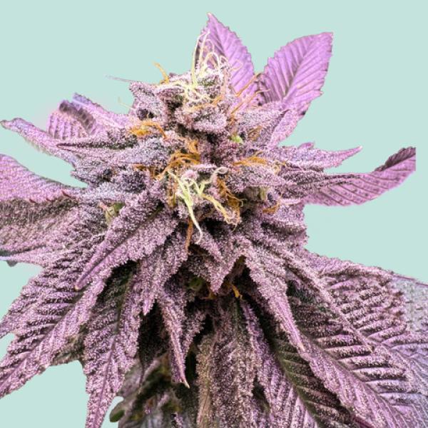 [GF-5122010] Mainhattan Seeds Red Zkittelz 3 Samen