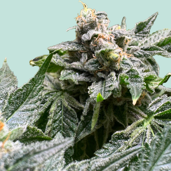 [GF-5122012] Mainhattan Seeds Animal Cookies 3 Samen