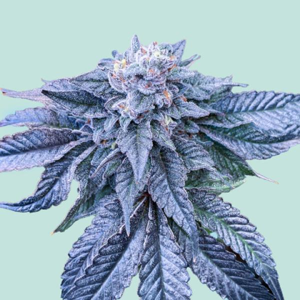[GF-5122015] Mainhattan Seeds Northern Light Blue 5 Samen