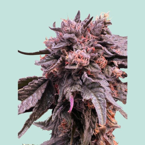 [GF-5122016] Mainhattan Seeds Pink Runtz 3 Samen