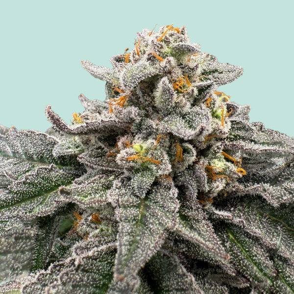 [GF-5122019] Mainhattan Seeds Red Light District 5 Samen
