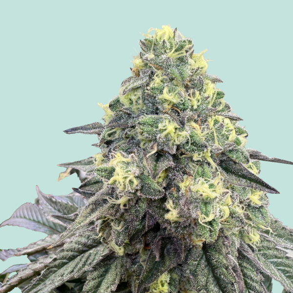 [GF-5122022] Mainhattan Seeds Konsti 3 Samen
