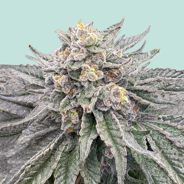[GF-5122024] Mainhattan Seeds Mainhattan 3 Samen