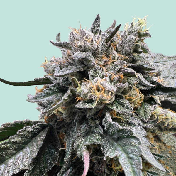 [GF-5122031] Mainhattan Seeds Sun of Frankfurt 5 Samen