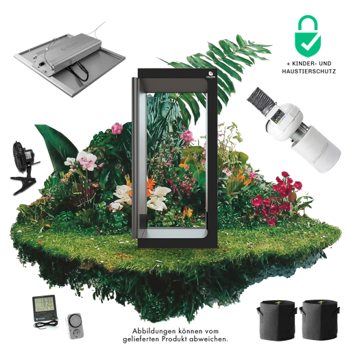 Caluma Set - 2 Plants Premium (80 x 80 cm, 150 W)