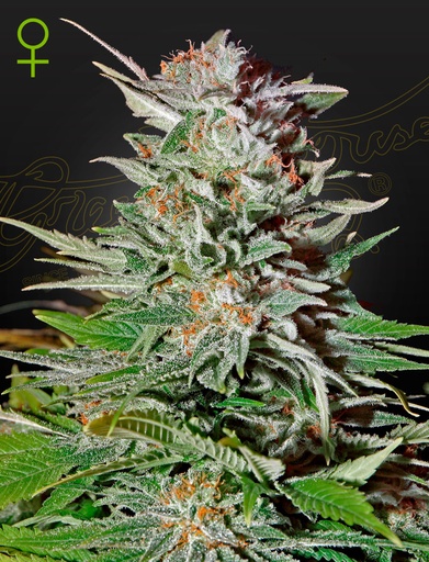 Green House Seed Co. Super Lemon Haze Auto Fem. 3St.