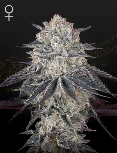Green House Seed Co. Fullgas Fem. 3St.