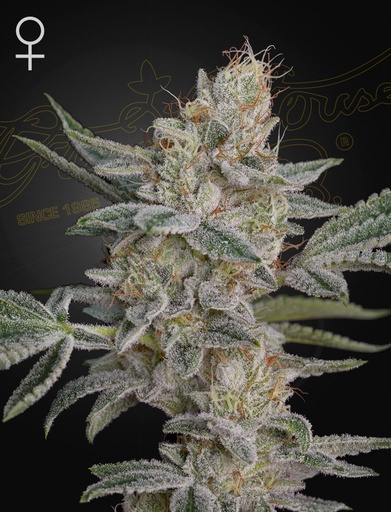 Green House Seed Co. Super Lemon Haze x RS11 Fem. 3St.