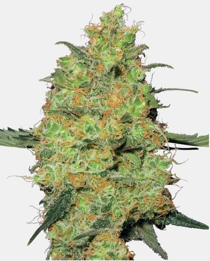Sensi Seeds Master Kush Fem. 3St.