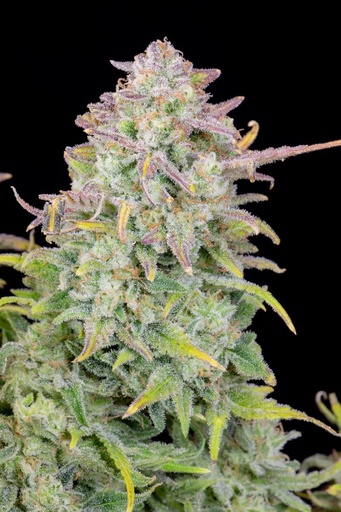 Fast Buds Original Trainwreck Auto Fem. 3St.