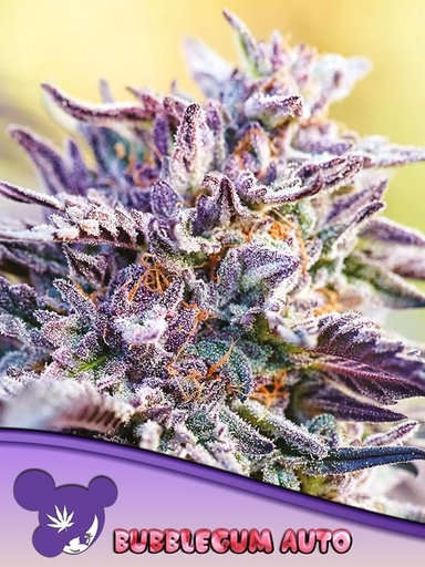 Anesia Bubblegum Auto Fem. 3St.