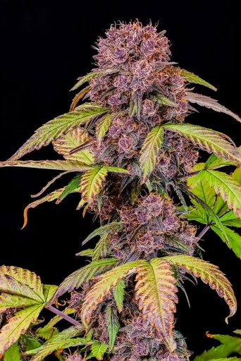Fast Buds Lemon Cherry Cookies Auto Fem. 3St.