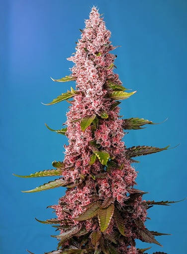 Sweet Seeds Red Hot Cookies Fem 3St.