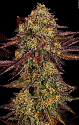 Paradise Seeds Tangerine Sorbet Fem 3St.