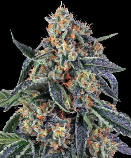 Barneys Farm Cookies Kush Fem 3St.