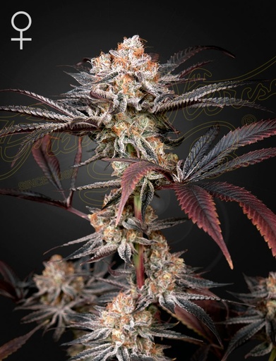 Green House Seed Co. Wonder Pie Fem 3St.