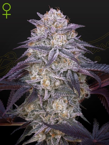 Green House Seed Co. Kings Juice Auto Fem 3St.